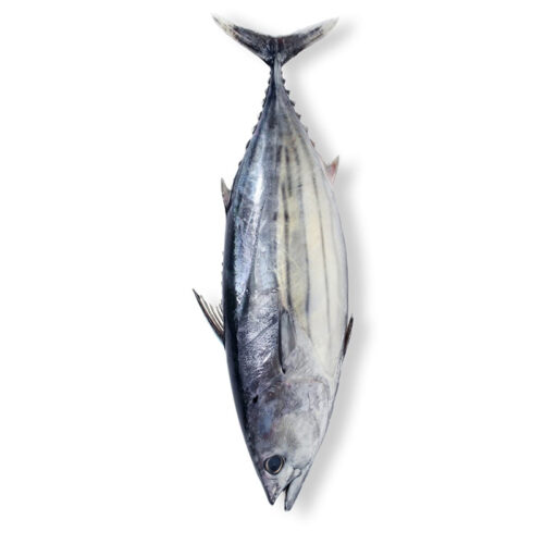 Bonito (Sarda Sarda)