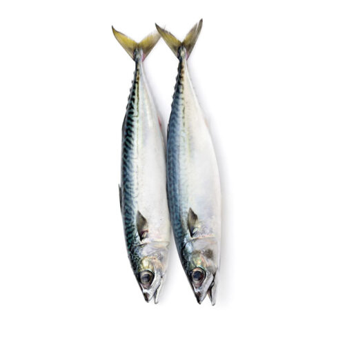 Mackerel