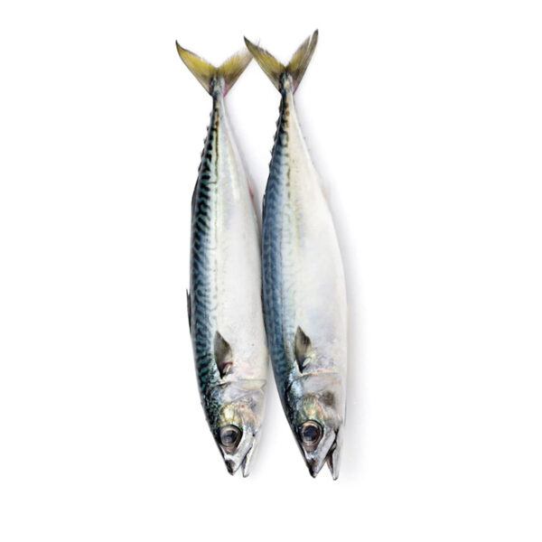 Mackerel