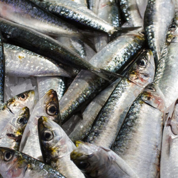Whole sardine