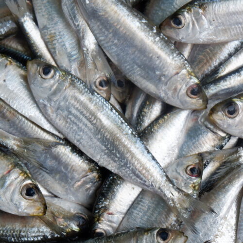 sardinella