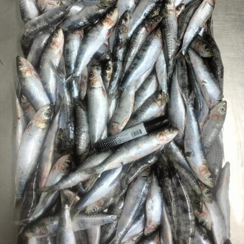 Poisson ANIMALE (Bait)