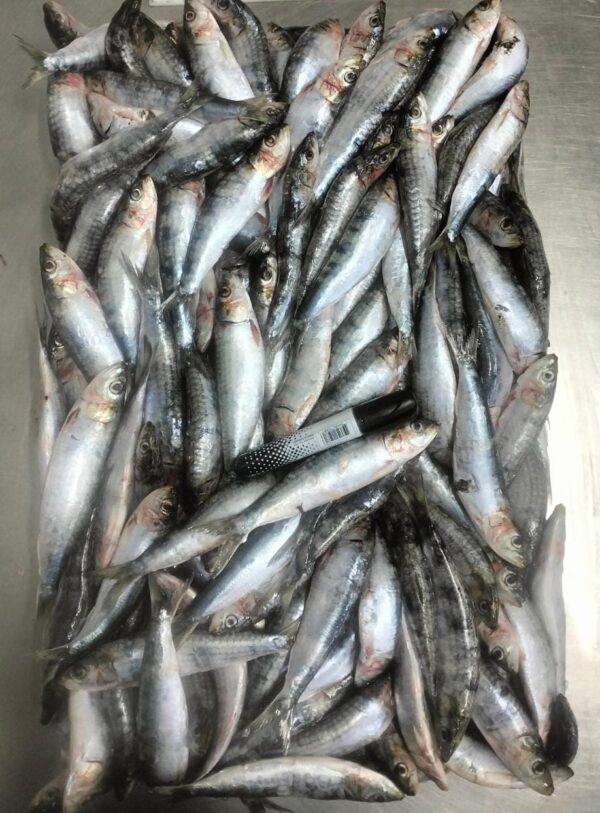 Poisson ANIMALE (Bait)