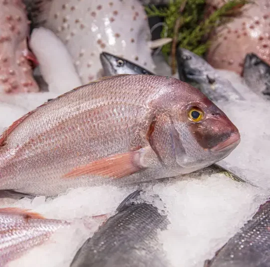 big-pink-dentex-fish-market-common-dentex-dentex-dentex-big-pink-dentex-fish-market-common-dentex-dentex-dentex-201128131 Dentex