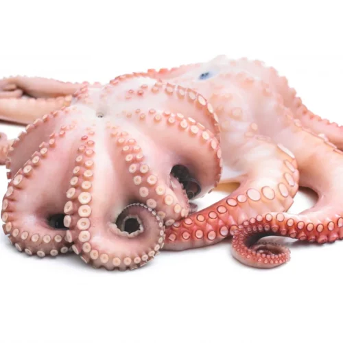Octopus