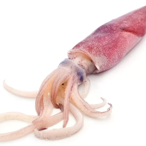 Squid