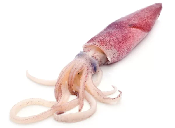 Squid