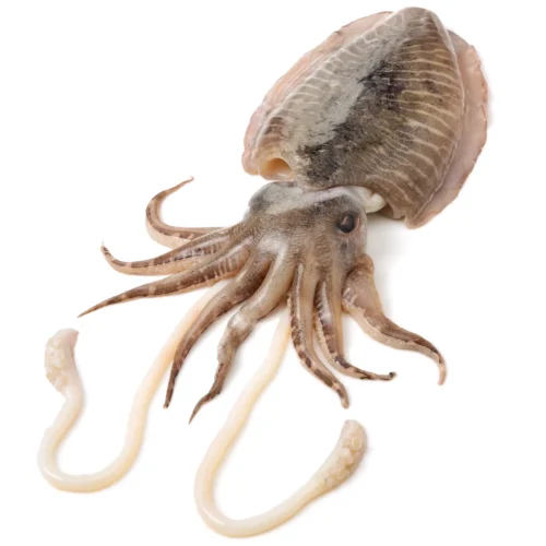 Cuttlefish