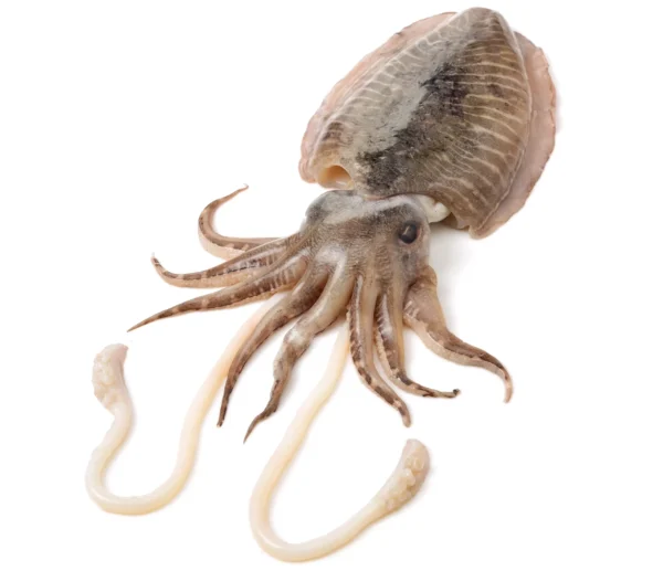 Cuttlefish